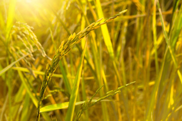 The golden ear of rice produced by the morning sun is a beautiful and valuable sight.