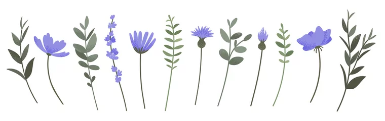 Blumen- und Zweigsammlung. Satz lila Blumen, Anemonen, Gänseblümchen, Lavendel und Kornblumen lokalisiert auf weißem Hintergrund. Vektor-Illustration. © BigioDesigns
