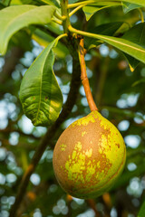 Fruit of Cerbera odollam or Suicide tree or Pong-pong or Othalanga Photographed in Thailand