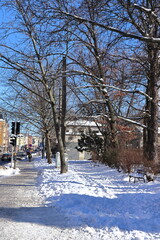 snow covered trees and park