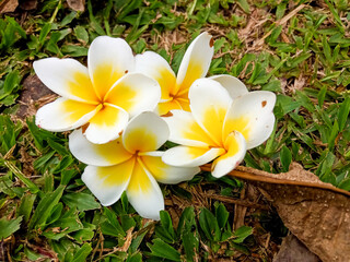 Fototapeta na wymiar A collection of plumeria flower after falling from a tree in summer 01