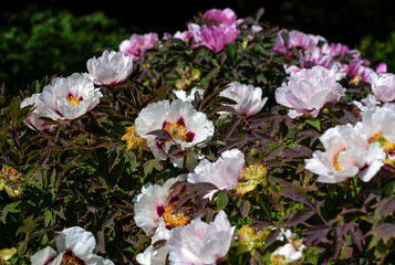 beautiful flowers in nature in the botanical garden