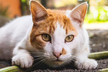 Sneaky cat