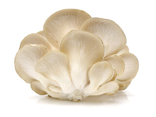 oyster mushroom on white background