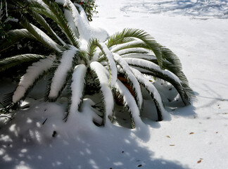 Palm under snow. Winter storm in Texas.