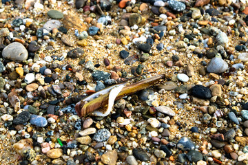 Dead sellfish in the beach.