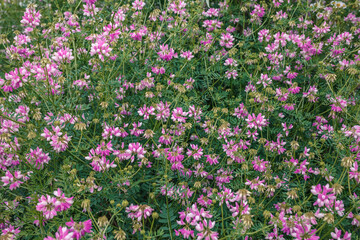A glade of pink flowers close up. Small pink flowers on a green background. Wild pea flowers