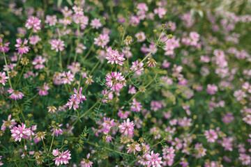 Obraz na płótnie Canvas A glade of pink flowers close up. Small pink flowers on a green background. Wild pea flowers