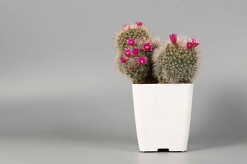 Cactus Flower named Mammillaria plumosa