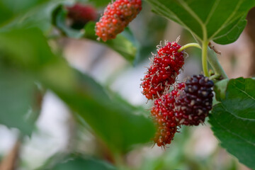 Fresh mulberry, black ripe and red unripe mulberries on the branch of tree. Healthy berry fruit can cook dessert and jam sweet taste with blur green leaves background