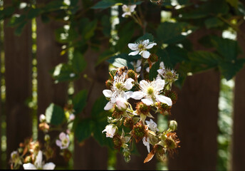 Blooming branch of blackberry on a wooden fence background. The bee pollinates a blackberry flower.