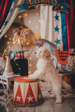 Stylized circus photo zone. White poodle puppy.