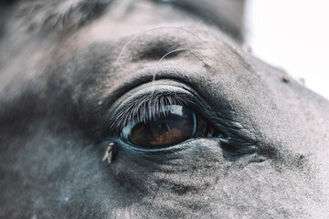 Oko konia © Miosz