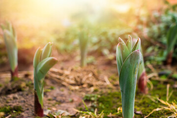First green sprouts of flowers grow from the ground. Early spring. Gardening and farming concept.