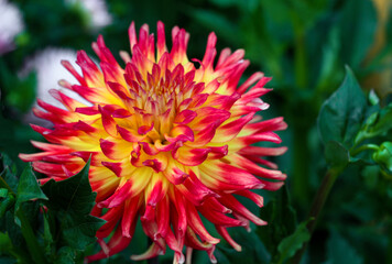 beautiful flowers in nature in the botanical garden