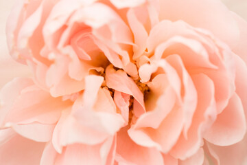 Peach rose close up. Macro.