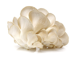 oyster mushroom on white background