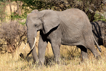 Fototapeta na wymiar Elefanten im Tarangire-Nationalpark in Tansania
