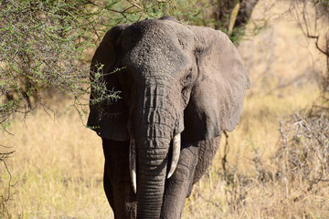 Elefanten im Tarangire-Nationalpark in Tansania