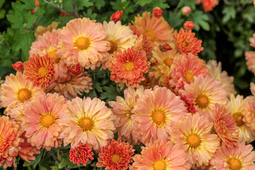 beautiful flowers in nature in the botanical garden