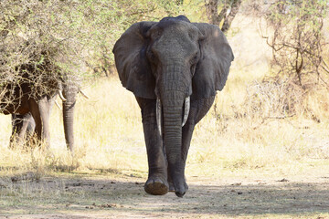 Elefant im Tarangire-Nationalpark in Tansania
