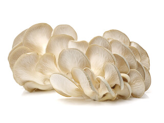 oyster mushroom on white background