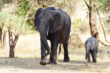Elefantenmutter mit Baby im Tarangire-Nationalpark in Tansania
