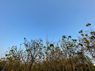 Dry trees and the sky at park bangkok Thailand.