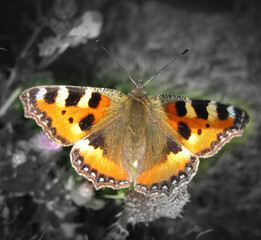 Fototapeta na wymiar A small tortoiseshell butterfly with open wings