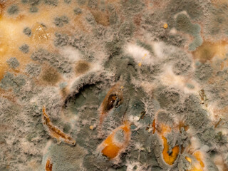 Close-up view of moldy pumpkin face