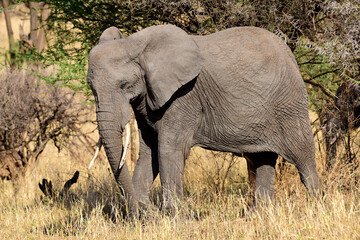 Fototapeta premium Elefanten im Tarangire-Nationalpark in Tansania