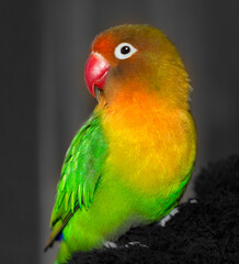 A close-up of a cute fisheri lovebird. The bird is green, yellow and red.