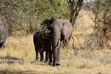 Fototapeta premium Elefantenmutter mit Baby im Tarangire-Nationalpark in Tansania