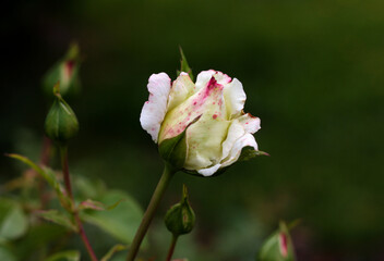 beautiful flowers in nature in the botanical garden