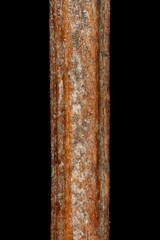 Barberry (Berberis vulgaris). Wintering Twig Detail Closeup