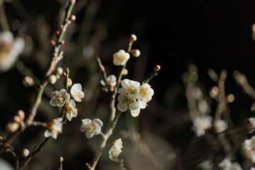 夜の梅の花