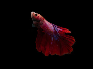 red and pink siamese fighting fish