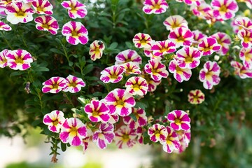 Petunia flowers