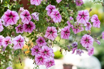 Petunia flowers