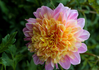 beautiful flowers in nature in the botanical garden