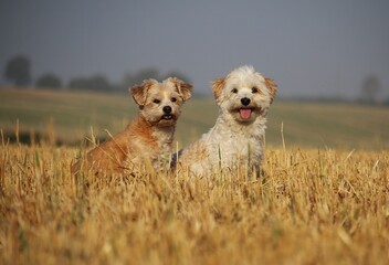 two small beautiful dogs are sitting in a stubble field