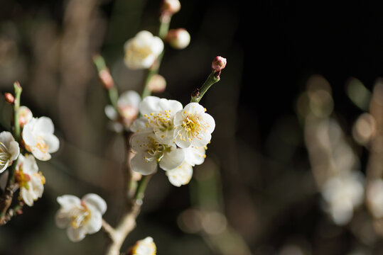 夜の梅の花