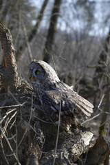 Tawny Owl with spread wing in the forest among the roots of fallen trees