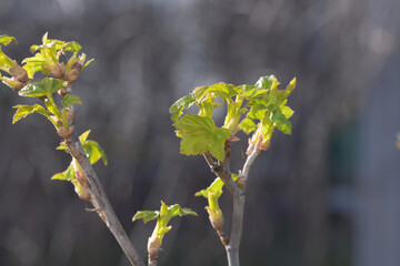 Young spring leaves of black smotrodin in a country garden