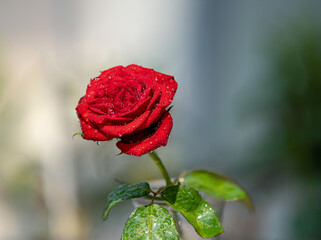 single red rose