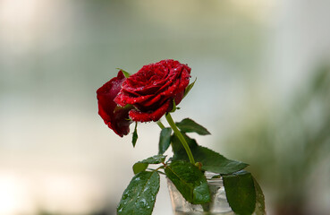red rose in the garden