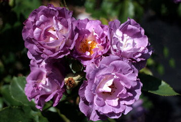 beautiful flowers in nature in the botanical garden