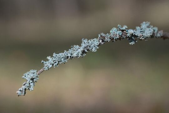 Spruce branch covered with outgrowths of gray lichen