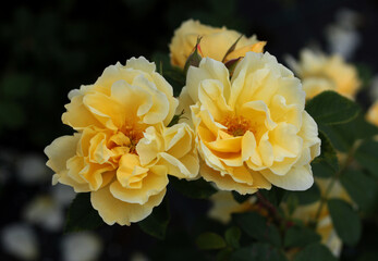 beautiful flowers in nature in the botanical garden