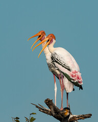 Painted Stork couple